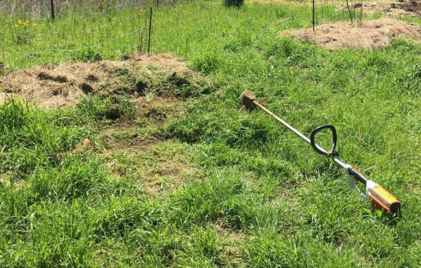 11 Best Electric Weed Eater in 2024 Reviews and Purchase Guide