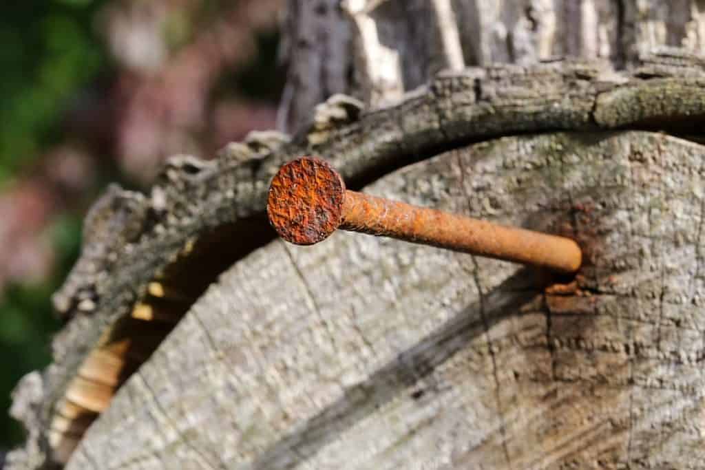 tree with a nail