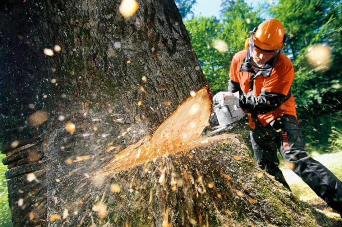 Man makes cuts in a tree with a chainsaw