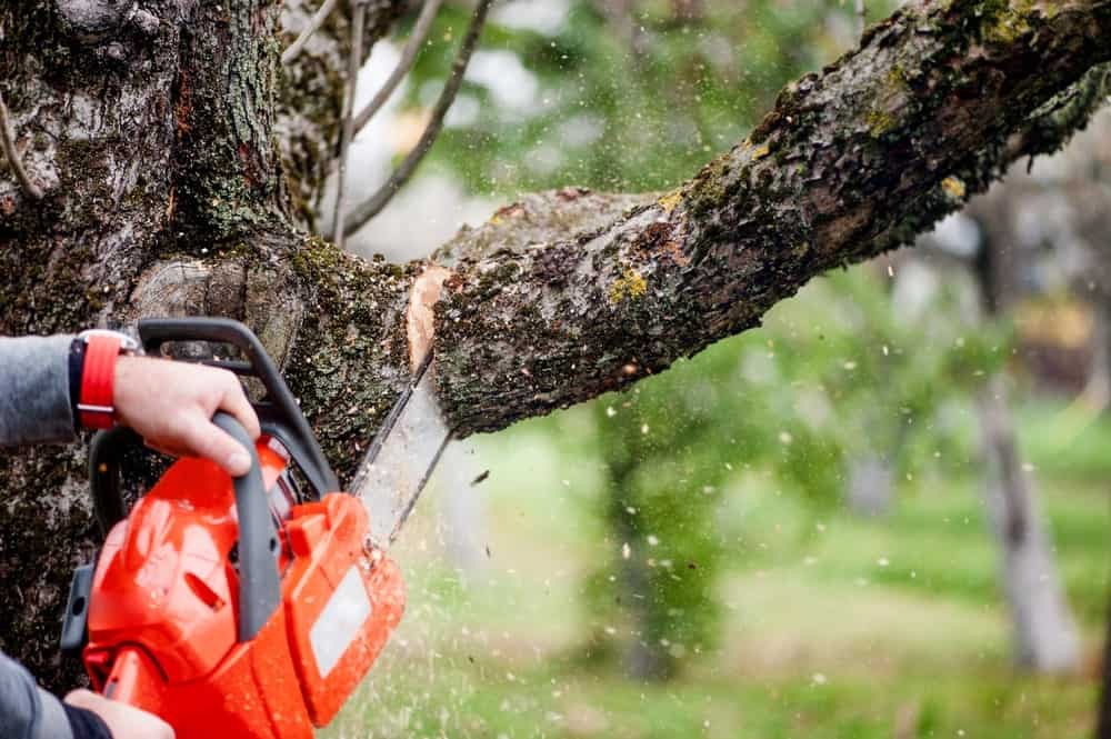 Remove lower branches with a chainsaw