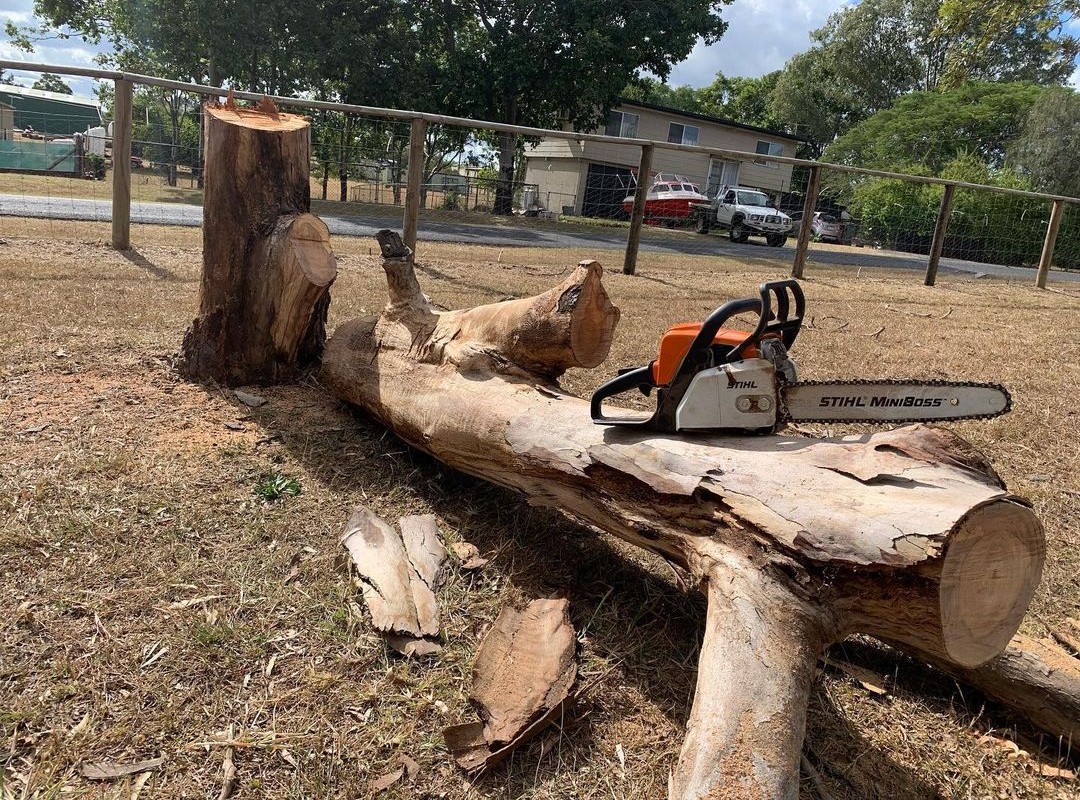Chainsaw lying on a tree